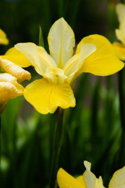 Sibirya iris çiçekleri (iris sibirica) bahçede yeşil bir arka plan üzerinde