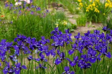 Sibirya iris çiçekleri (iris sibirica) bahçede yeşil bir arka plan üzerinde