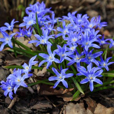 Çiçek açmış mavi bahar çiçekleri. Bahçedeki Chionodoxa luciliae. Chionodoxa renkli yıldızlar şeklinde güzel çiçeklerle çok uzun ömürlüdür.