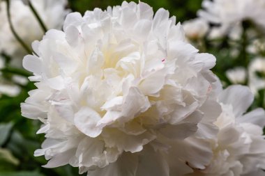 çiçekli peonies bahçede