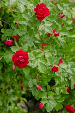 Güzel tonda güller yakın. Doğa arka planı