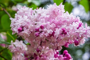Bahçede çiçek açan leylak (Syringa). Doğal arka planda güzel mor leylak çiçekleri