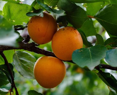 Ağaçta portakal kayısısı var. Bahçede büyüyen meyveler. 