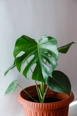 Monstera yeşil yaprakları - popüler bir tropikal bitki