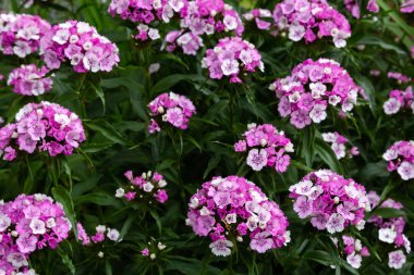 yeşil arka planda bahçede Dianthus çiçekleri