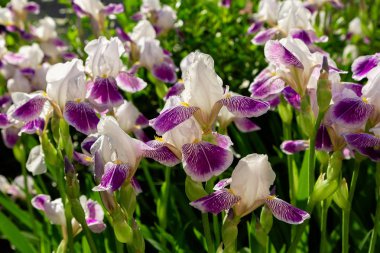 Yaz bahçesinde Xiphium. Xiphium çok yıllık soğanlı bitkidir 