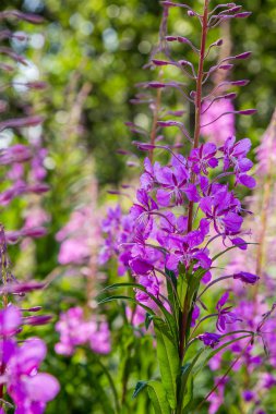 Fireweed Mor çiçekler, Rosebay Willowherb, Epilobium angustifolium, Fransız söğüt, doğal arka planda Ivan-çay, sağlıklı çay, geleneksel tıp. Çiçek arka plan