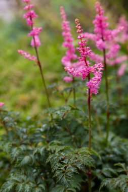 Astilbe japonik bir bahçe. Sahte Spiraea, doğal arkaplanda tuzlanma