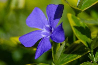 Bahar bahçesinde periwinkle mor mavi çiçekler (vinca minör). Vinca minör L. - cüce periwinkle, küçük periwinkle, ortak periwinkle, mersin, sürünen mersin
