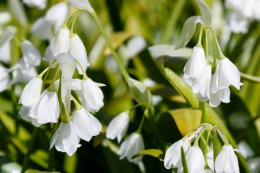 Bahar bahçesinde Allium paradoksu. Bahçede büyüyen soğanlı bitkiler