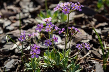Bahar bahçesinde çiçek açan primula çiçekleri