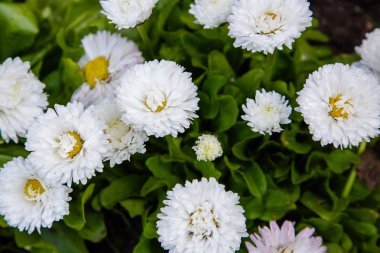 Bahçedeki beyaz papatyalar