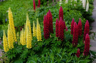 Lupin çiçekleri (Lupinus cinsi) yaz bahçesinde