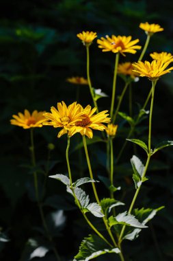 Çiçek yatağında sarı papatyalar. Otsu yıllıklar ve çok yıllık heliopsis cinsi (Heliopsis).