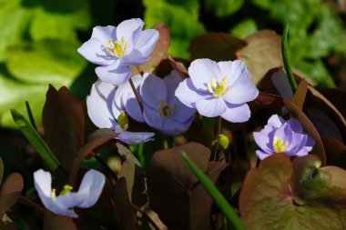 Liverwort (Hepatica nobilis) güneşli öğleden sonra bir orman zemin üzerinde çiçekler. Ormanda bahar maviçiçekleri (Hepatica nobilis). Hepatica Nobilis yakın çekim mavi çiçekleri