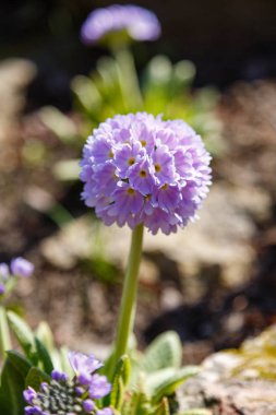 Alp tepesinde primula denticulata. Bahar bahçesinde çuha çiçeği. 