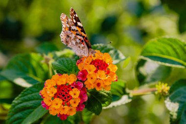 Tropik bir bitki lantana camara güzel çiçekler. Parlak yaz çiçek arka plan. Çiçek Lantana camara
