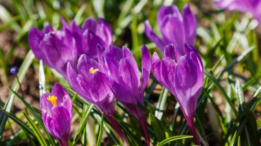 Çiğdem, çoğul crocuses iris ailesinde çiçekli bitkilerin bir cinstir. Bir demet timsah, timsahlarla dolu bir çayır.