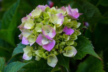 Ortanca çiçekleri açar. Kaplarda süs bitkileri ile Ortanca Bush.