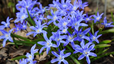 Çiçek açmış mavi bahar çiçekleri. Bahçedeki Chionodoxa luciliae. Chionodoxa renkli yıldızlar şeklinde güzel çiçeklerle çok uzun ömürlüdür.