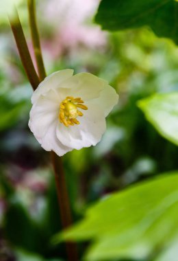 Mayapple çiçekleri veya bahçede Podophyllum peltatum. Tıbbi otsu çok yıllık bitki, Barberry ailesinin Podophyllum (Podophyllum) bir tür (Berberidaceae)