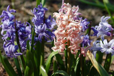 Bahçede çiçek açan sümbüller, sümbül çiçekleri...