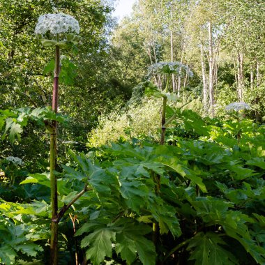 Heracleum sosnowskyi zehirli bitki, yaygın dev hogweed, cartwheel-çiçek, dev maydanoz, dev yaban havucu, hogsbain olarak bilinir
