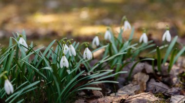 Kardelen veya ortak kardelen (Galanthus nivalis) bahçede çiçekler