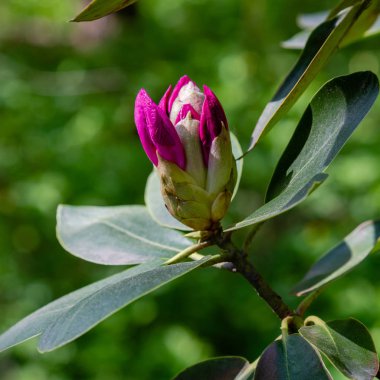 Bahar bahçesinde çiçekli rhododendrons
