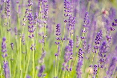 Lavanta çiçekleri ile güzel yaz manzarası