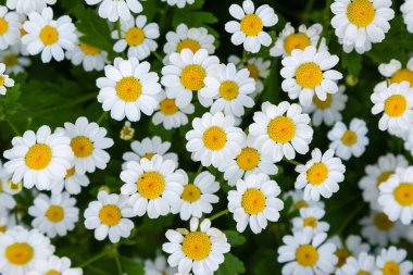 Chamomiles, papatyalar, pyrethrum çiçek arka plan