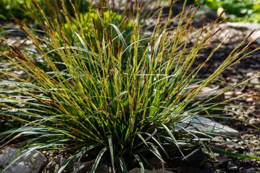 Bahar bahçesinde Carex morrowii