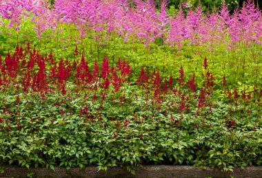 Astilbe japonik bir bahçe. Sahte Spiraea, doğal arkaplanda tuzlanma