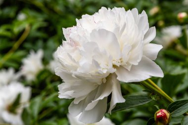 çiçekli peonies bahçede