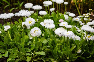 Bahçedeki beyaz papatyalar