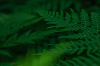 Orman bitkileri ile yeşil tropikal arka plan. Eğrelti otu yapraklarının arka planı