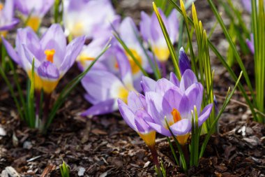Çiğdem, çoğul crocuses iris ailesinde çiçekli bitkilerin bir cinstir. Bir demet timsah, timsahlarla dolu bir çayır.