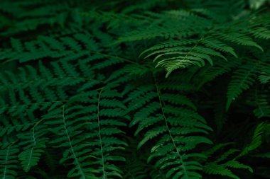 Orman bitkileri ile yeşil tropikal arka plan. Eğrelti otu yapraklarının arka planı