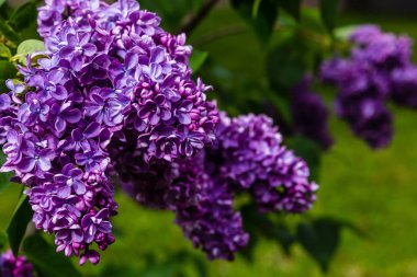 Bahçede çiçek açan leylak (Syringa). Doğal arka planda güzel mor leylak çiçekleri