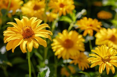 Çiçek yatağında sarı papatyalar. Otsu yıllıklar ve çok yıllık heliopsis cinsi (Heliopsis).