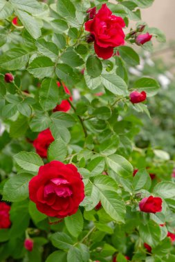 Güzel tonda güller yakın. Doğa arka planı