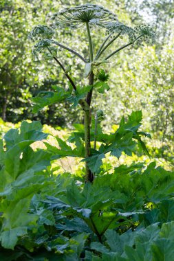Heracleum sosnowskyi zehirli bitki, yaygın dev hogweed, cartwheel-çiçek, dev maydanoz, dev yaban havucu, hogsbain olarak bilinir