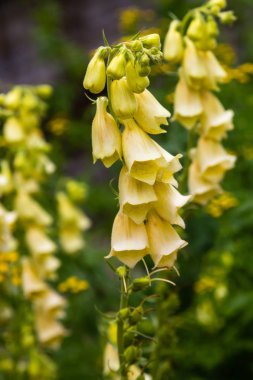 Digitalis Purpera 'nın çiçeği, bahçede yüksükotu. Digitalis (dijitalis) yaygın bir dekoratif ve tıbbi bitkinin yanı sıra değerli bir bal bitkisidir.