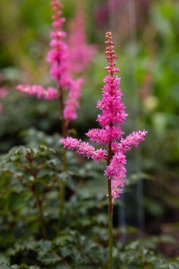 Astilbe japonik bir bahçe. Sahte Spiraea, doğal arkaplanda tuzlanma