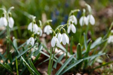 Kardelen veya ortak kardelen (Galanthus nivalis) bahçede çiçekler