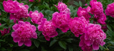 çiçekli peonies bahçede