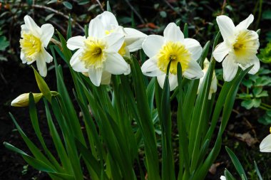 Bahar bahçesinde Nergis çiçekleri (Narcissus melezi)