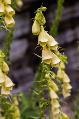 Digitalis Purpera 'nın çiçeği, bahçede yüksükotu. Digitalis (dijitalis) yaygın bir dekoratif ve tıbbi bitkinin yanı sıra değerli bir bal bitkisidir.