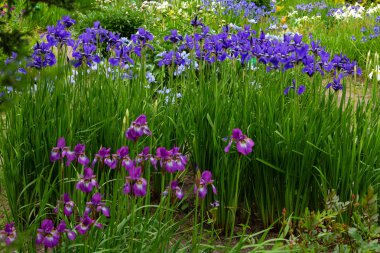 Sibirya iris çiçekleri (iris sibirica) bahçede yeşil bir arka plan üzerinde