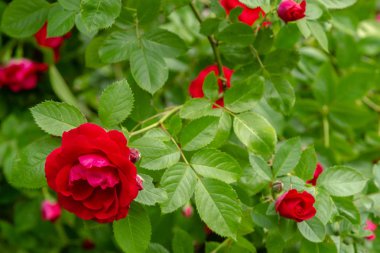 Güzel tonda güller yakın. Doğa arka planı